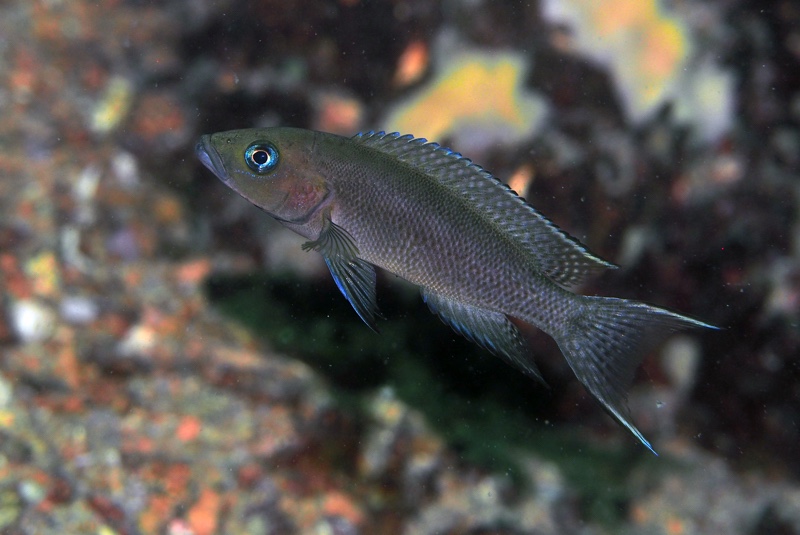 Neolamprologus sp. 'cygnus' Katondo Point